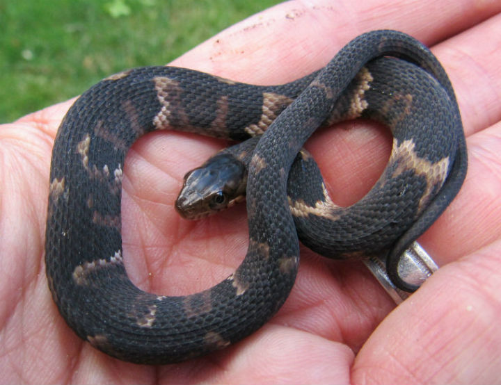 Broadbanded Water Snake